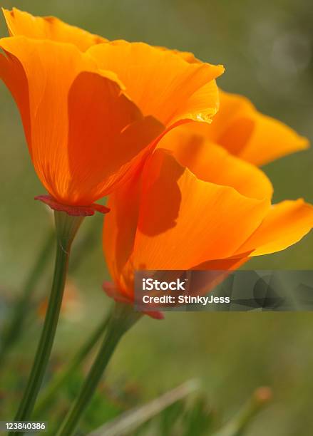 Papavero Della California - Fotografie stock e altre immagini di Arancione - Arancione, Bellezza naturale, Bocciolo