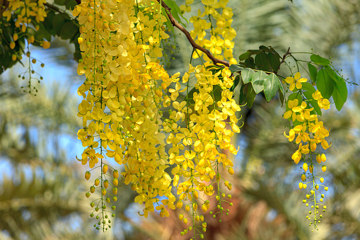 Dubai, United Arab Emirates - Golden Shower Tree - Yellow Flowers growing by the roadside. The tree grows well in the United Arab Emirates. The flowers are considered auspicious in certain parts of the Indian subcontinent. Botanical Name: Cassia Fistula. Photo shot in the morning sunlight, against a clear Blue Sky. In the background is a date palm that is not in focus. Horizontal format.