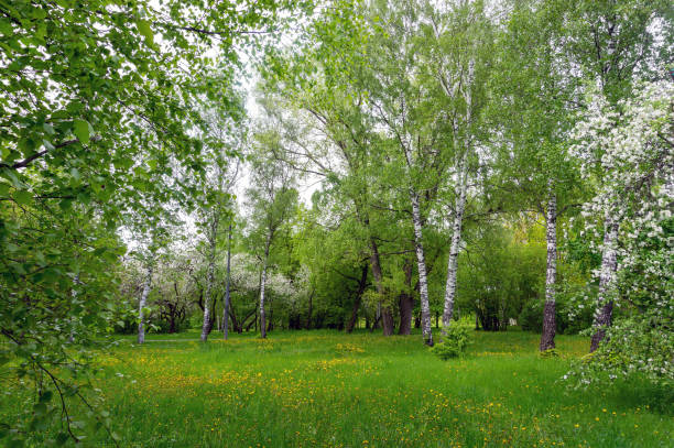 istock Awe birches   at Mitino landscape park in Moscow 1238413784
