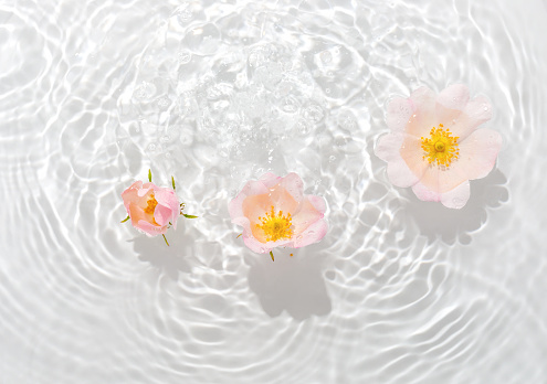 Greeting card with beautiful rose petals macro with drop floating on surface of the water close up. It can be used as background.

Flat lay, top view, copy space concept.