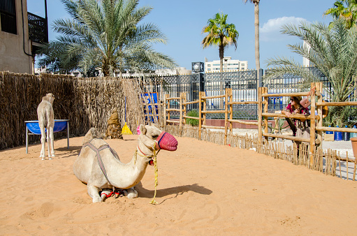 Dubai, United Arab Emirates - November 17, 2019:A tourist is calling the attention of the calf, while its mother is watching. The camels are a popular attraction in the historic district of Al Fahidi, in Dubai. When the months start cooling of, the camels are brought up to the city, as part of a cultural exchange, specially with tourists, like this woman.