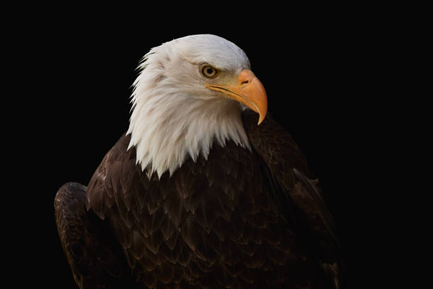 Bald eagle (Haliaeetus leucocephalus) isolated on black background Bald eagle (Haliaeetus leucocephalus) isolated on black background. Close-up of a majestic bird of prey with brown plumage and white head, symbol of the usa. bald eagle photos stock pictures, royalty-free photos & images