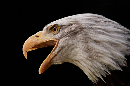 Portrait of a screaming American bald eagle (Haliaeetus leucocephalus), symbol of freedom of the United States of America. Close-up bird of prey with open beak.
