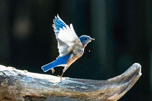 Eastern Bluebird, flying
