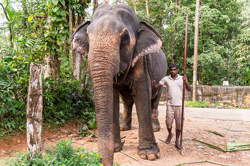 Elephant   bathing in sanctuary in Thailand