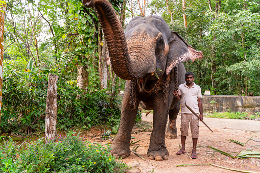 Sri Lankan man with his domestic trained elephant on the street in a small village in Sri Lanka.