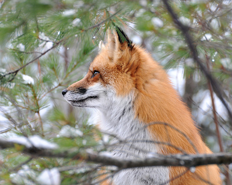 Red fox animal head close-up profile side view with pine needles foreground and background in the winter season enjoying its environment and surrounding.