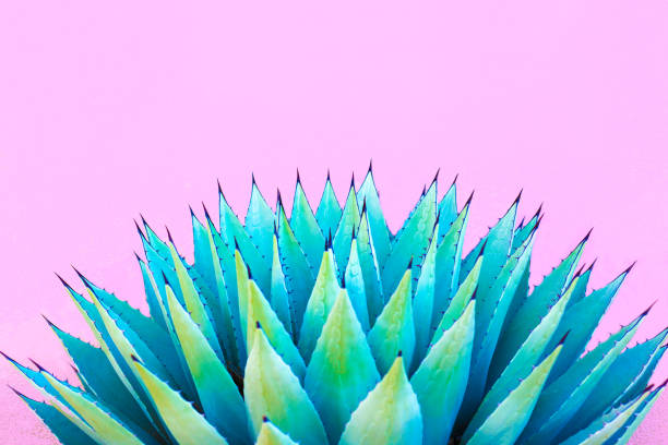 istock Blue Agave (American Aloe) Plant; Pink Background 1238614901