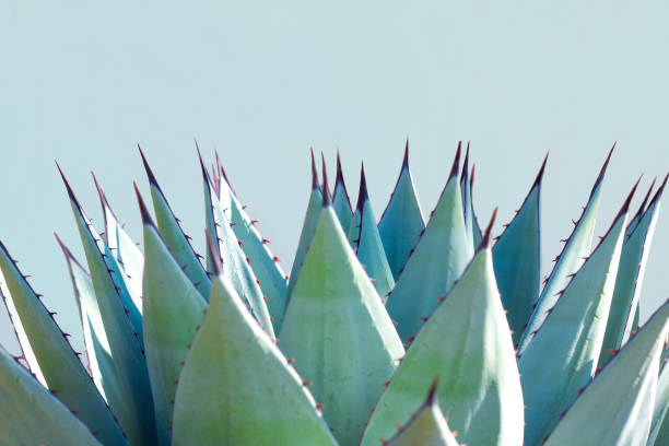 Blue Agave (American Aloe) Plant; Pale Blue Background A spiky blue agave (American aloe) plant against a pale blue background. blue agave photos stock pictures, royalty-free photos & images