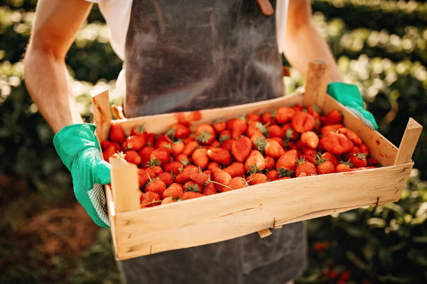 istock Man picking strawberries on farm 1238628166