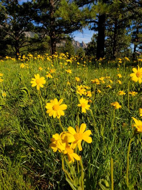 istock Yellow meadow flowers with rocky mountains behind 1238645102