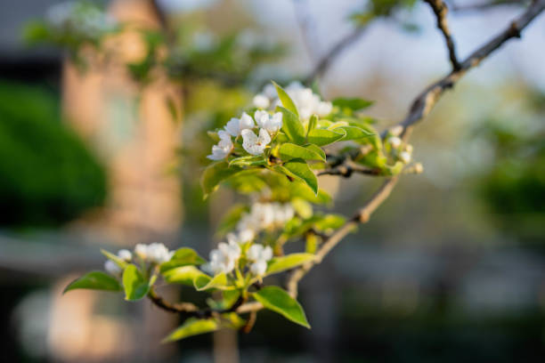 Honey bee is collecting pollen on a beautiful blooming pear tree