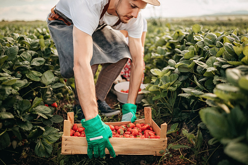 Man picking strawberries in farm