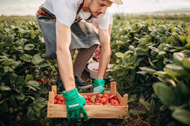 to był dobry rok dla moich roślin - pick of the crop zdjęcia i obrazy z banku zdjęć