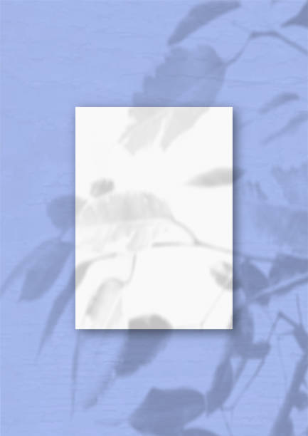 istock The vertical sheet of white textured A4 paper on the blue wall background. Mockup overlay with the plant shadows. Natural light casts shadows from an exotic plant 1238659918