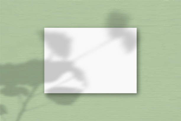 istock A horizontal A4 sheet of white textured paper on the green wall background. Mockup overlay with the plant shadows. Natural light casts shadows from an exotic plant. Horizontal orientation 1238659927