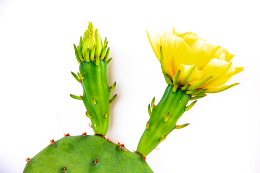 Prickly Pear Cactus with Flower