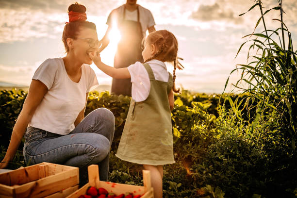 istock We have a good year with strawberries 1238664067