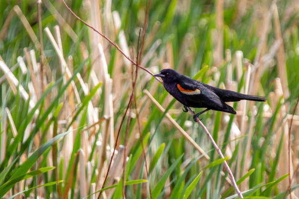 istock Male Red Winged Blackbird Perched on Branch 1238687707
