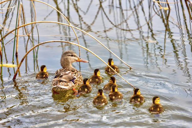 mallard ente mutter und enten schwimmen im teich - standing water pond bird nature stock-fotos und bilder