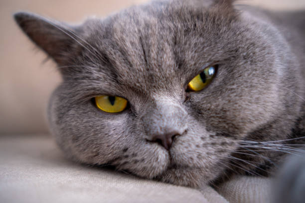 istock British shorthair cat, blue-gray color with orange eyes 1238717516