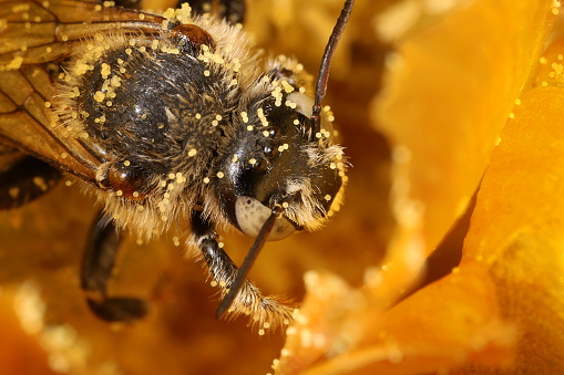 A live bee in front of the mirror on black and green background. Perspective View. Macro.