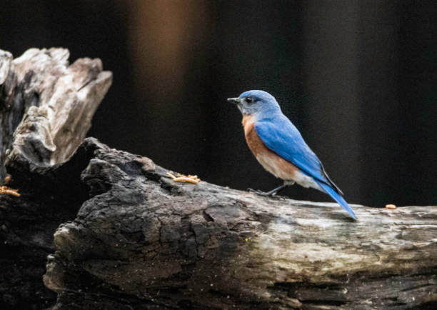istock A male Bluebird poses with a dark background. 1238755570