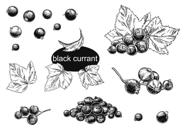 szczegółowy ręcznie rysowany zestaw ilustracji wektorowych czarnej porzeczki. czarno-biały szkic izolowanej porzeczki. - berry fruit currant dessert vector stock illustrations