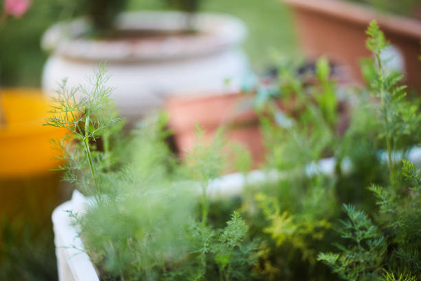 parsley grown in flower pots
