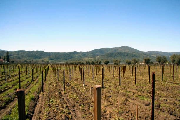 istock Vineyard, Napa Valley, California 1238763783