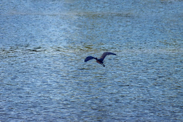 Great huron bird flying across lake