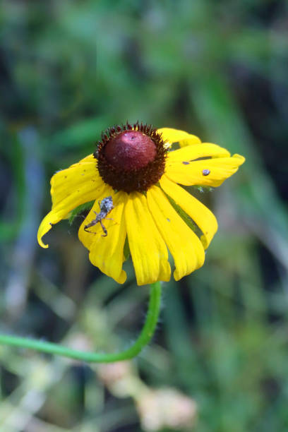 istock Black eyed Susan flower with insect crawling on it 1238769470