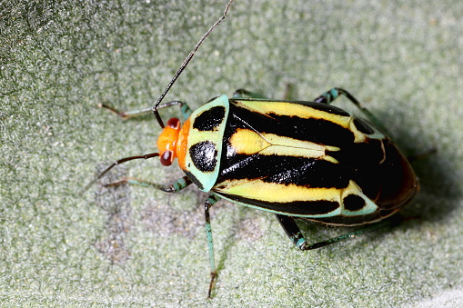 Flashy, multi-colored plant bug native to North America resting on a leaf.