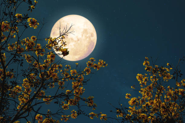 istock Romantic night fantasy with full moon 1238771548