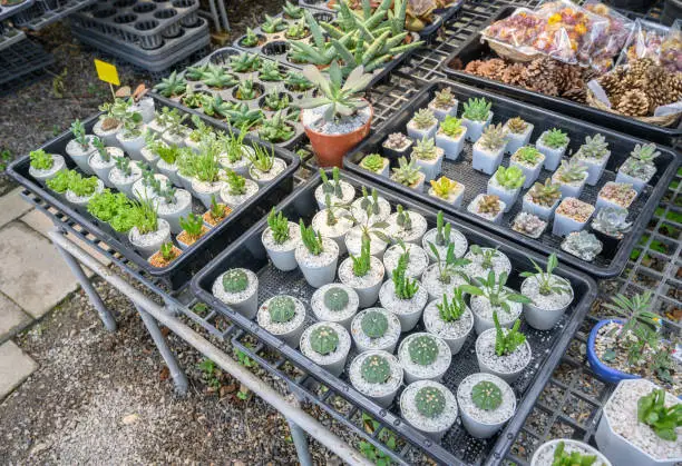 Photo of Collection of various cactus plants in different pots for sell in garden shop.