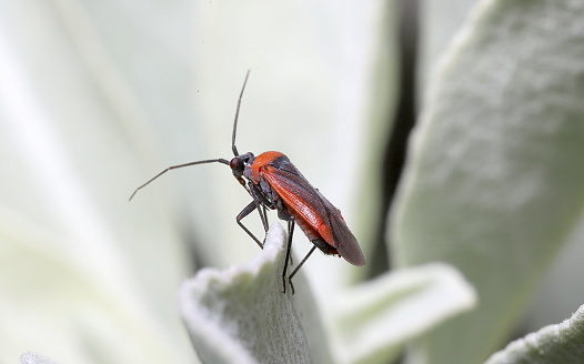A purplish-black and red dracula-looking plant bug from San Diego County, California, USA