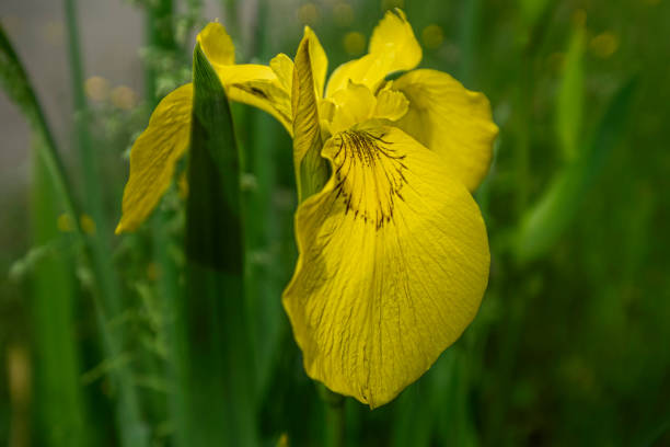 istock Yellow flowers of wild iris , nature background. 1238809890