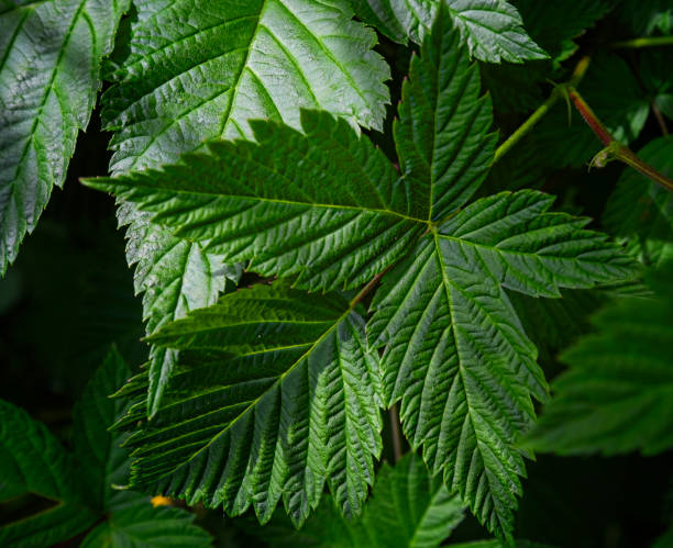 istock Green leaf texture, dark nature green background. 1238809892