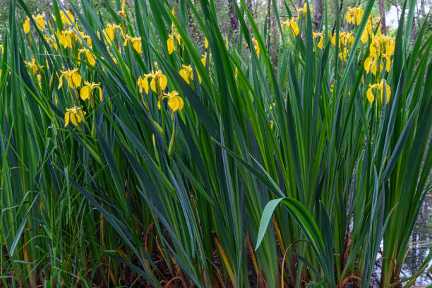 istock Yellow flowers of wild iris , nature background. 1238809893