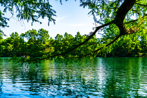 On Town Lake in the shade under huge Cypress trees in Austin Texas USA