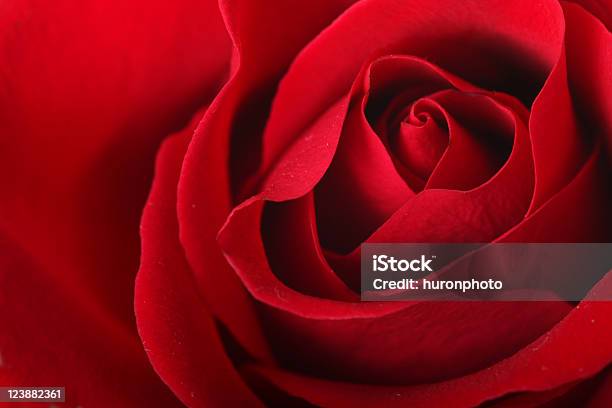 빨간 장미 클로즈업 빨강에 대한 스톡 사진 및 기타 이미지 - 빨강, 장미, 0명