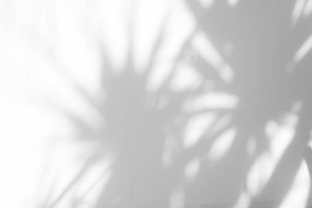 istock Shadow blur of the leaves on white wall abstract background. 1238826763
