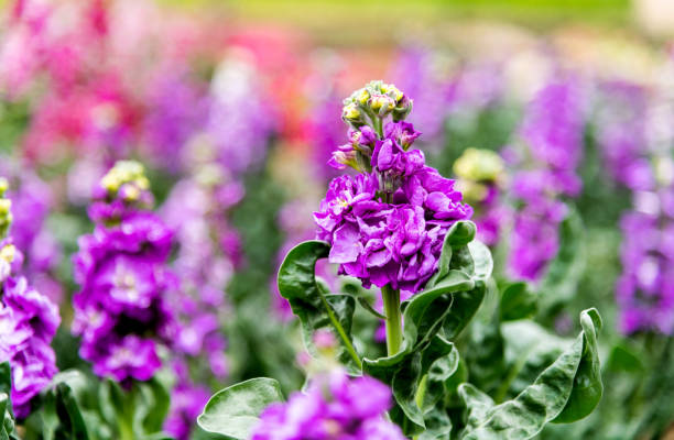 istock Beautiful violets blossoming in the park 1238829832
