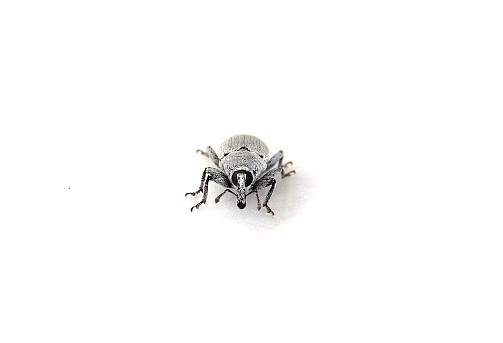 Front view of a black and white weevil against a white background.