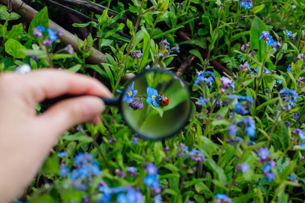 istock Ladybug sitting on flower through a magnifying glass 1238832408