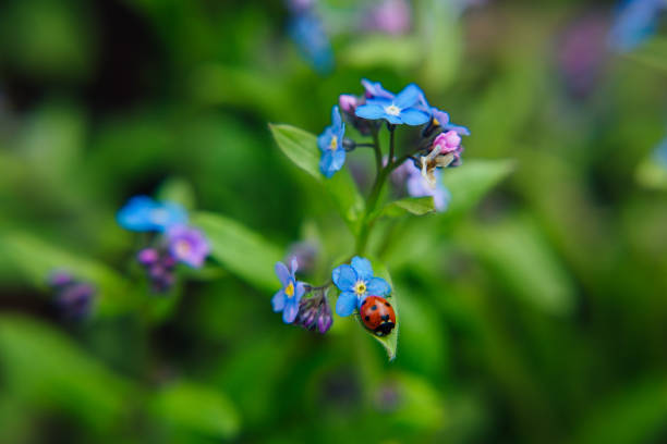 istock Ladybug sitting on a blue flower close up 1238832916