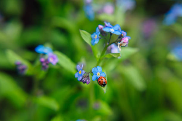 istock Ladybug sitting on a blue flower close up 1238832920