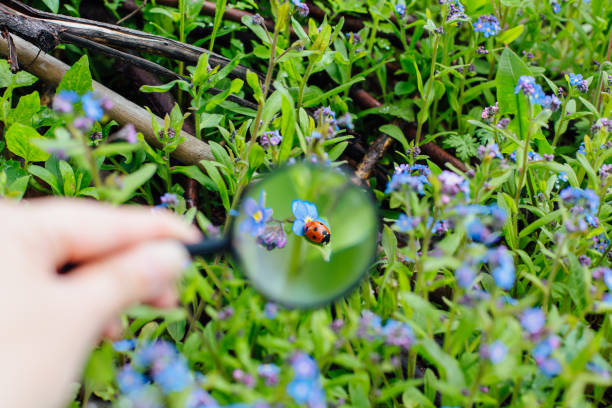istock Ladybug sitting on flower through a magnifying glass 1238832923