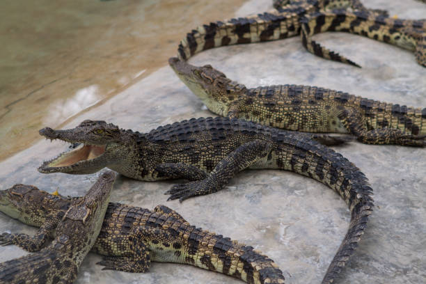 istock Crocodile in the farm. 1238832936