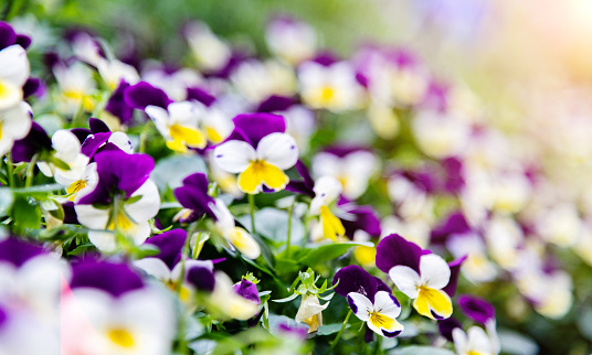 Pansies blossoming in the park.